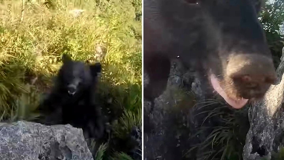 El Incre Ble V Deo De Un Excursionista Luchando Contra Un Oso En Una