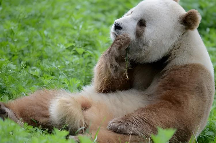 Sorpresa en Shangqing: graban a un oso panda marrón después de seis años