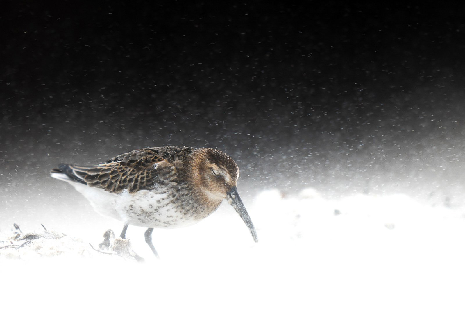 1-YOUNG BIRD PHOTOGRAPHER-LEVI-FITZE-Bird- Photographer-of-the-Year-2022-winners-lugaresdeaventurajpg.jpg