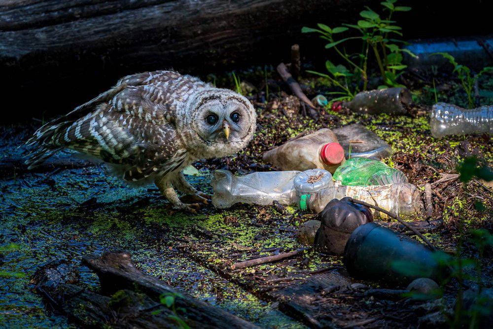 12-bronce-urban-birds-te outlet and the Dump-Kerry-Wu- United-states-Bird-Photographer-of-the-Year-2022-winners-lugaresdeaventura.jpg