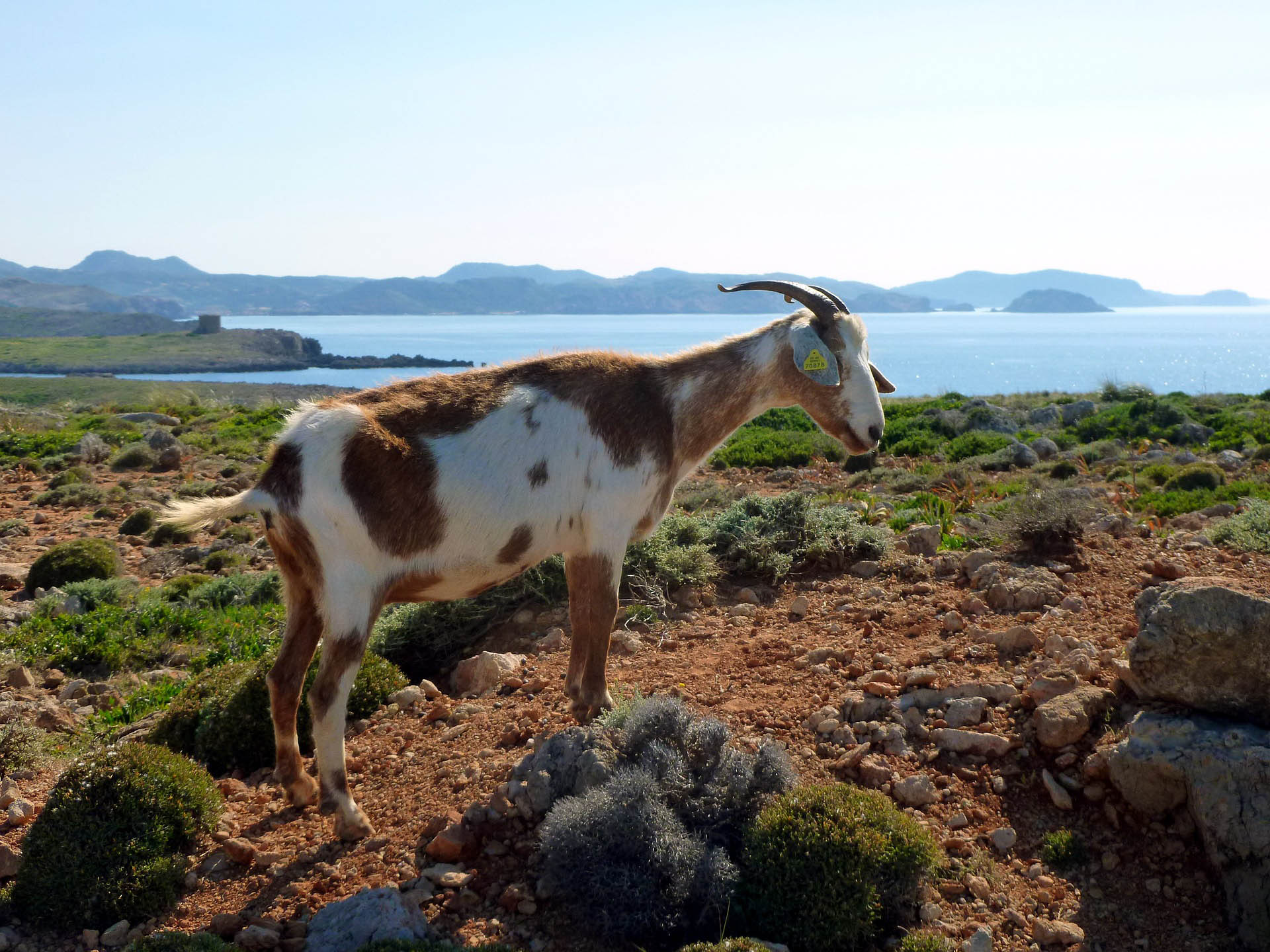 17-en-menorca-macho-cabrio-pixabay.jpg 