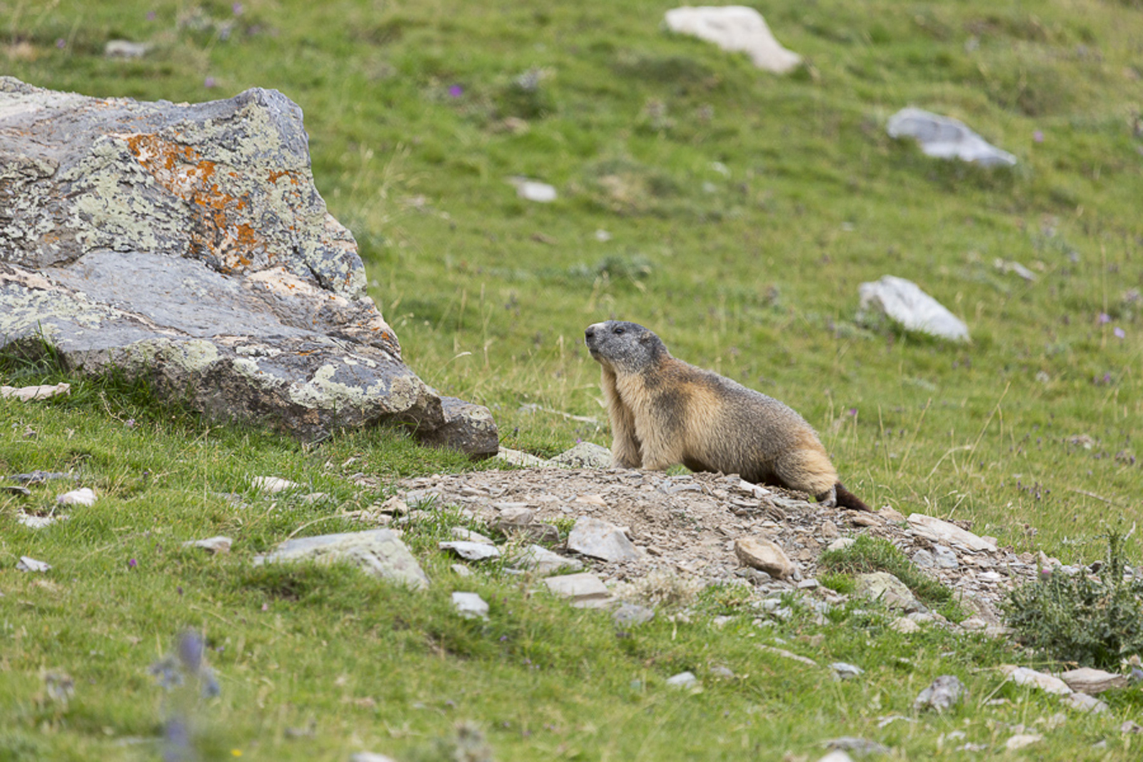 Marmota