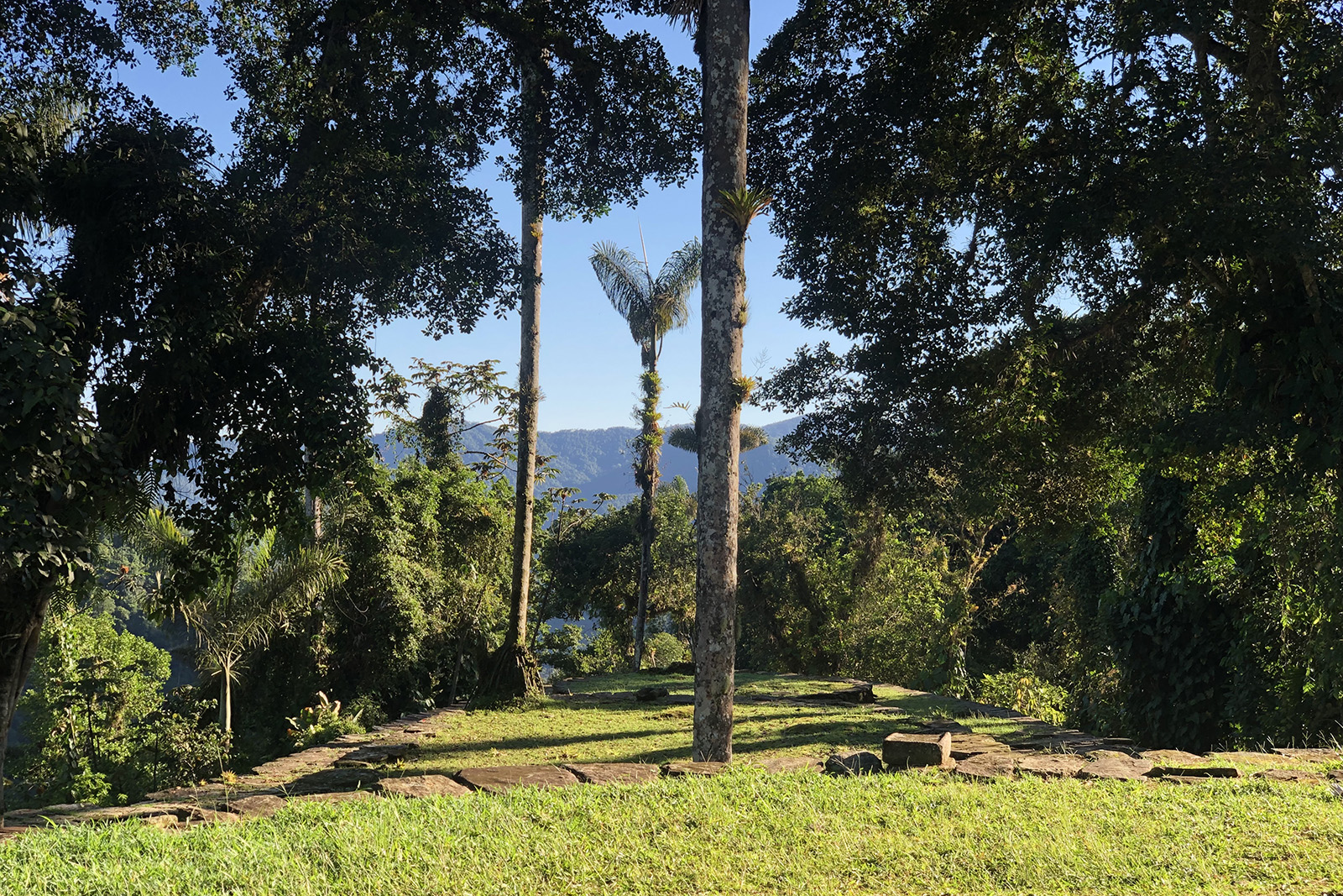 palmeras en la Ciudad Perdida