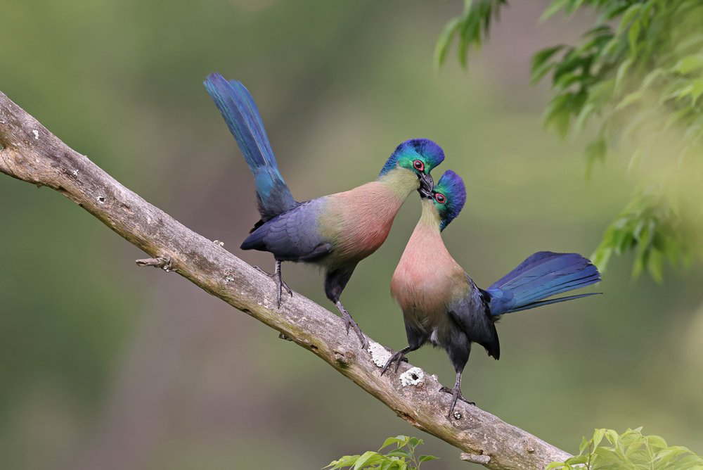 5-bronce-BEST-PORTRAIT-The-doting-couple-Richard-Flack-SudáfricaBird-Photographer-of-the-Year-2022-winners-lugaresdeaventura.jpg