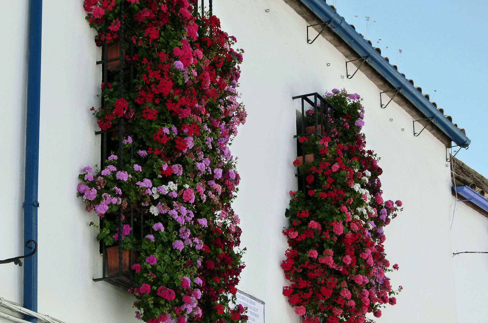 7-cordoba-ventanas-geranios-.jpg 