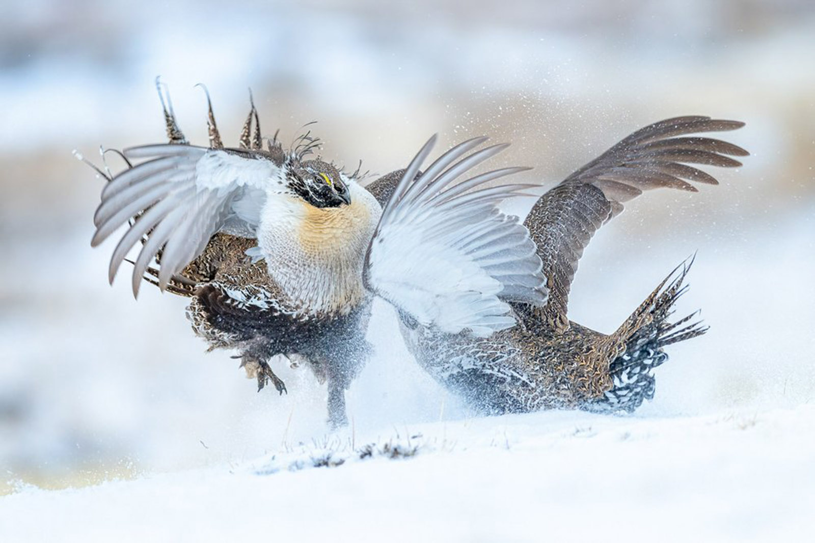 9-oro-bird-behaviour- peter--Spiers-United-Kingdom-Bird-Photographer-of-the-Year-2022-winners-14.jpg