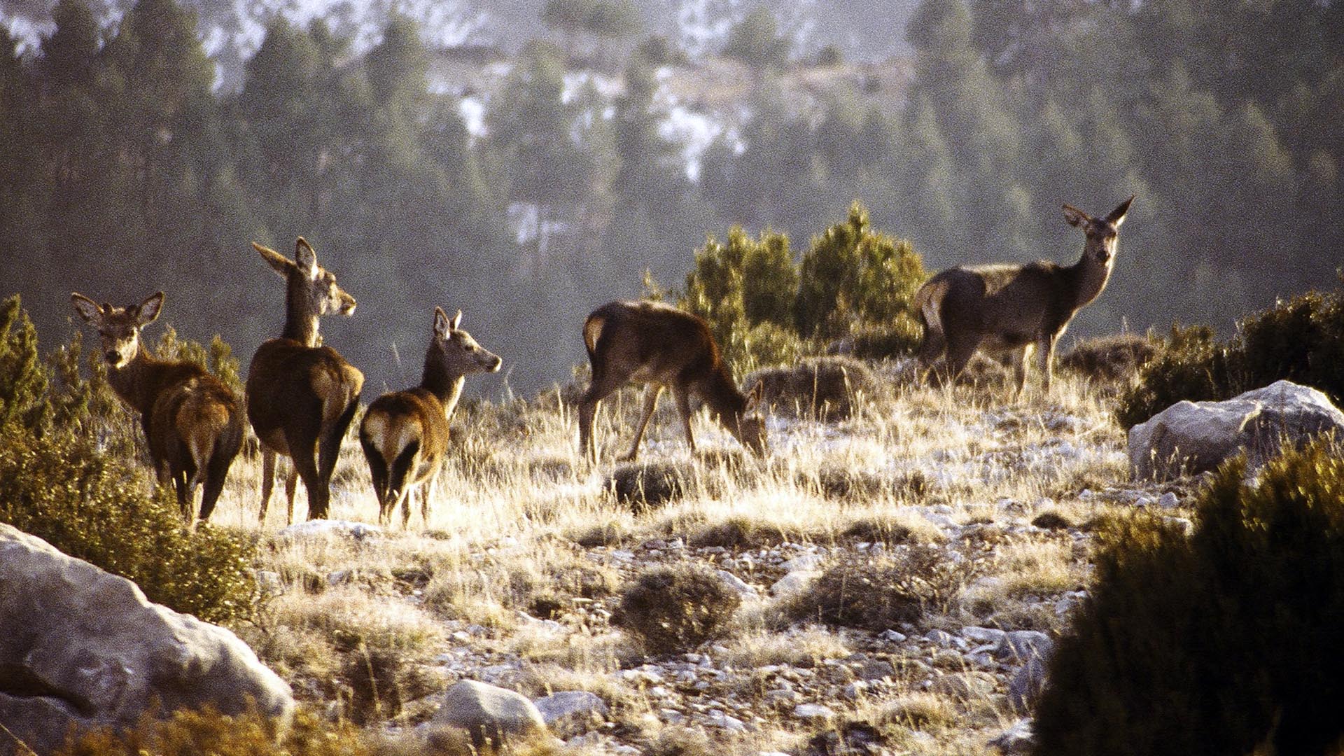 Boumort - Pallars Juss… @Aralleida.JPG 