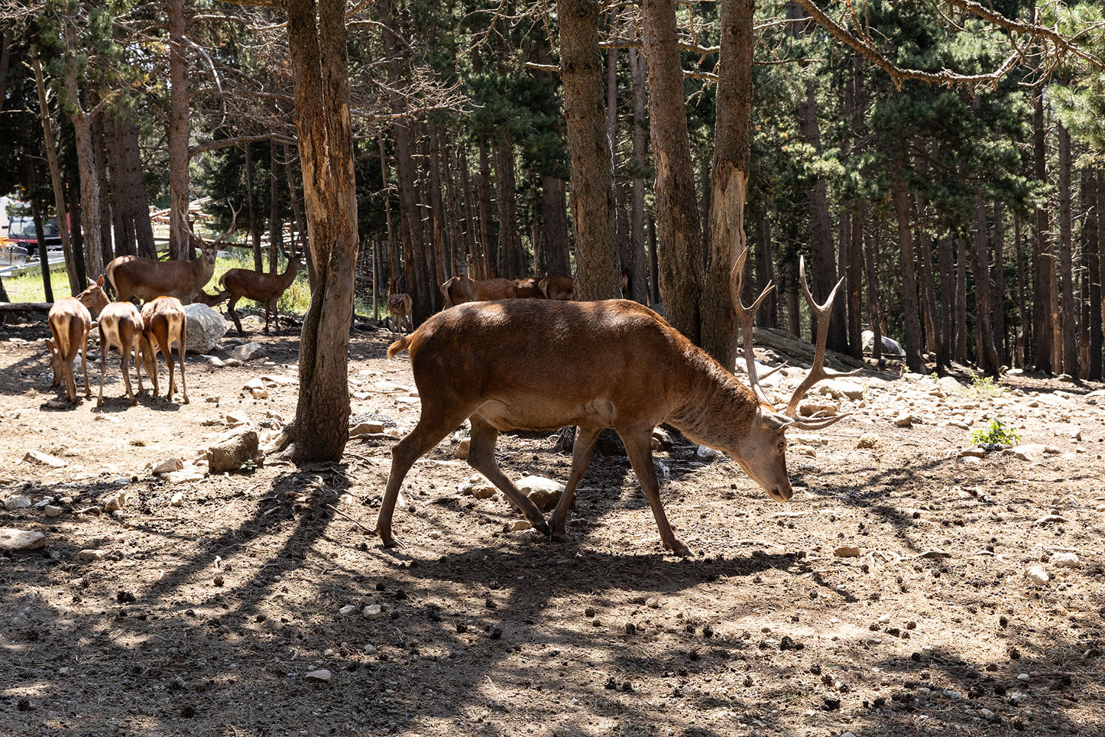 Ciervo en el parque zoológico de les Angles. Fotografía Lugares de Aventura. Autora: Júlia Miralles