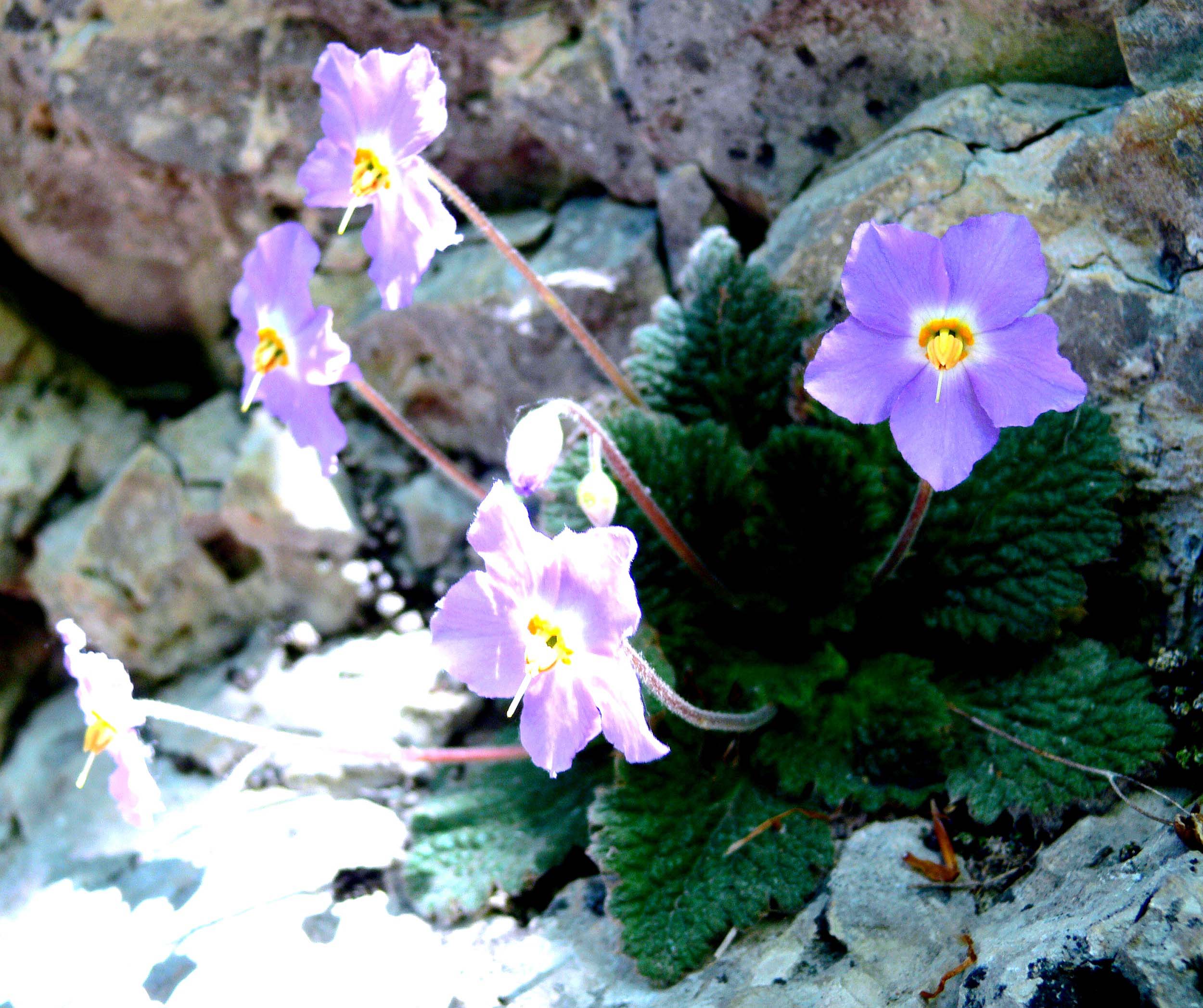 raonda-myconi-oreja-del-oso-flora-mont-rebei