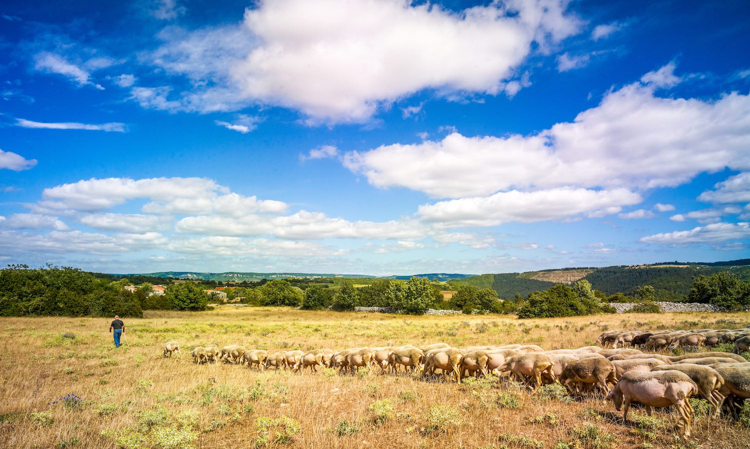 Rebaño-ovejas-sur-Larzac-lugares-de-aventura- ©D.Viet