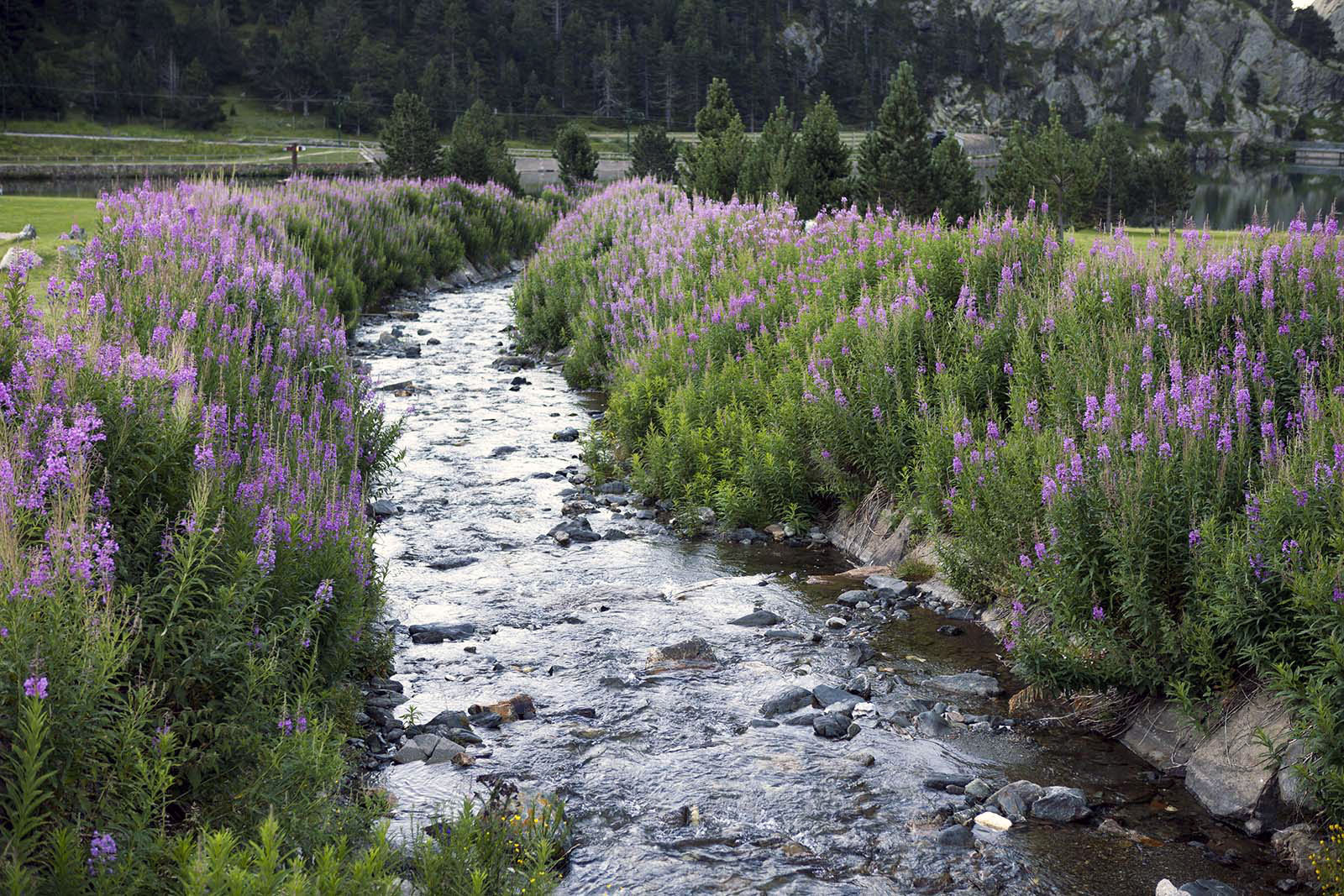 agua-flores-vall-de-nuria-lugares-de-aventura.jpg 