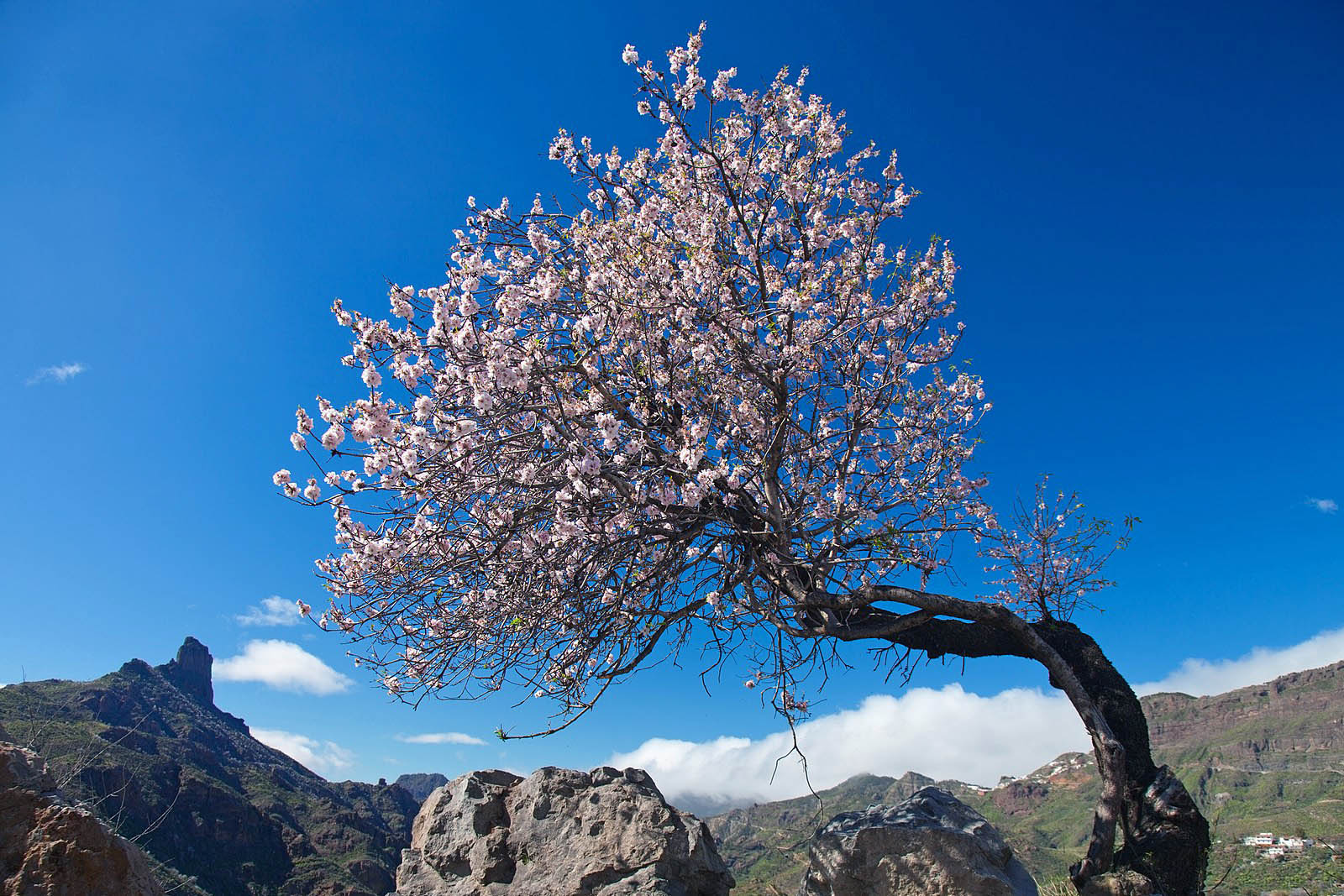 almendros-calderadetejeda-en-invierno-cuando-florecen-los-almendros-roque-bentayga-fotografia-wikipedia-org.jpg