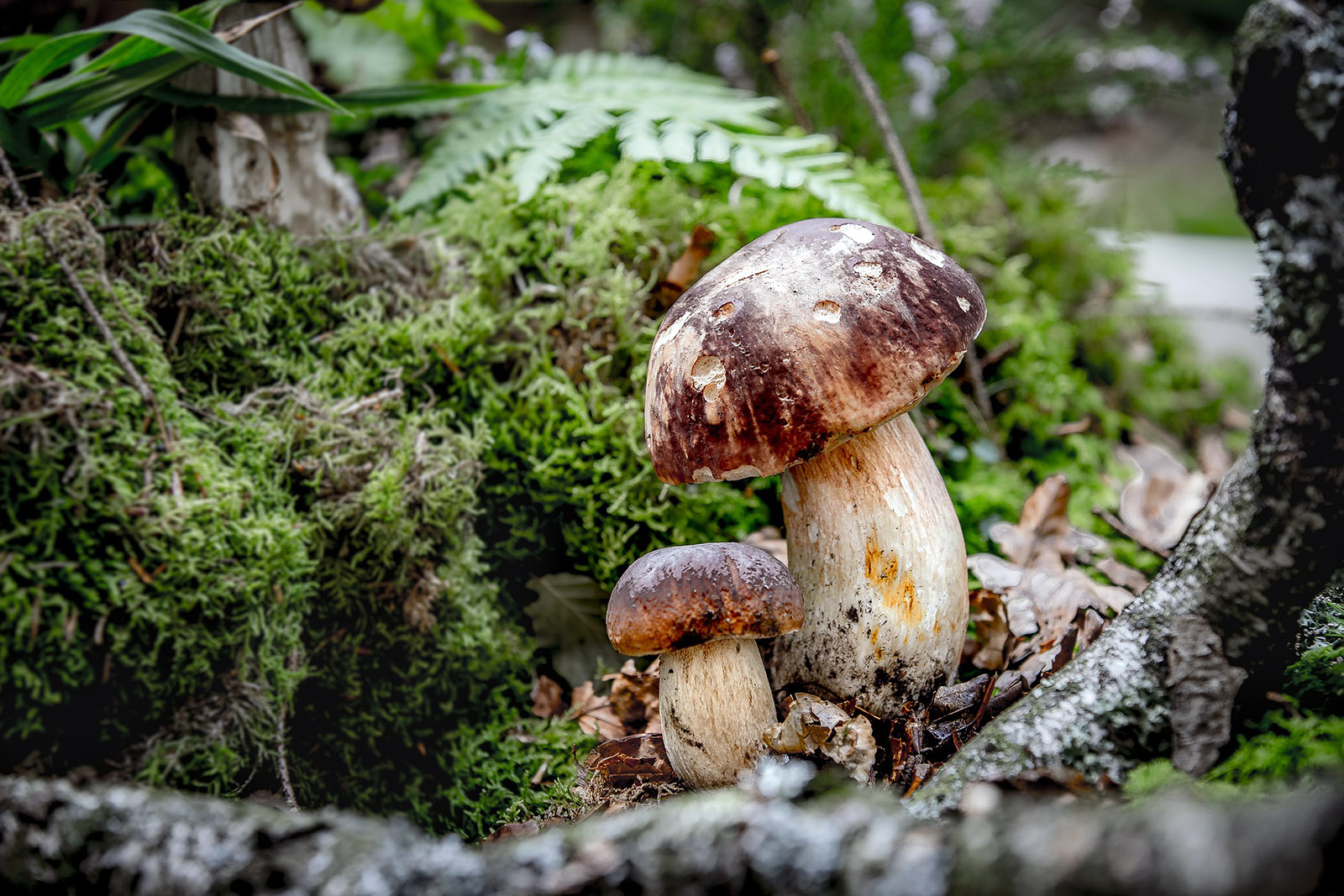 boletus-en-el-bosque-adobestock.jpg 