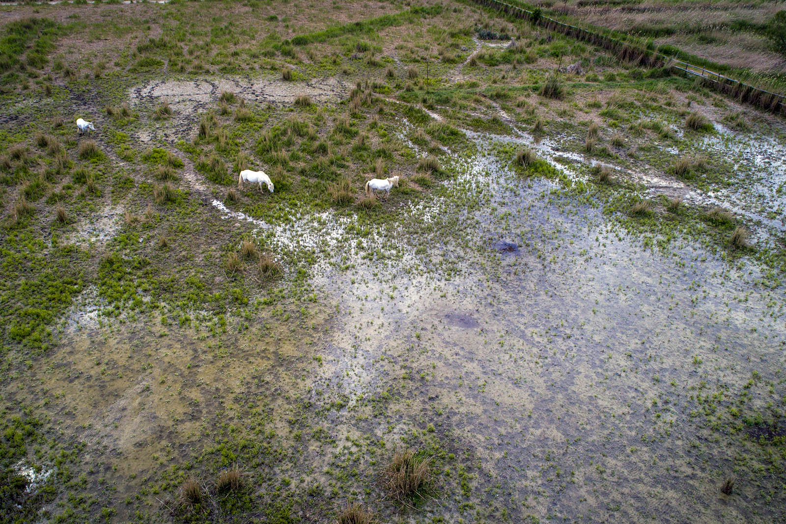 caballos-ivars-vila-sana-(c)-jordi -clariana.jpg 