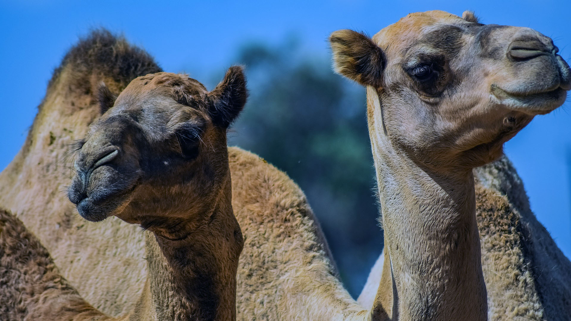 camels-3718444_1920 Dimitris Vetsikas en Pixabay .jpg 