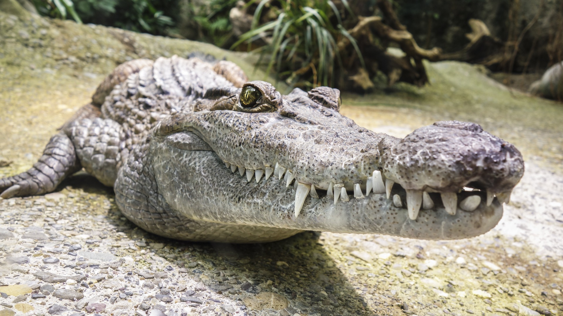 crocodile-1660512_1920.jpg 