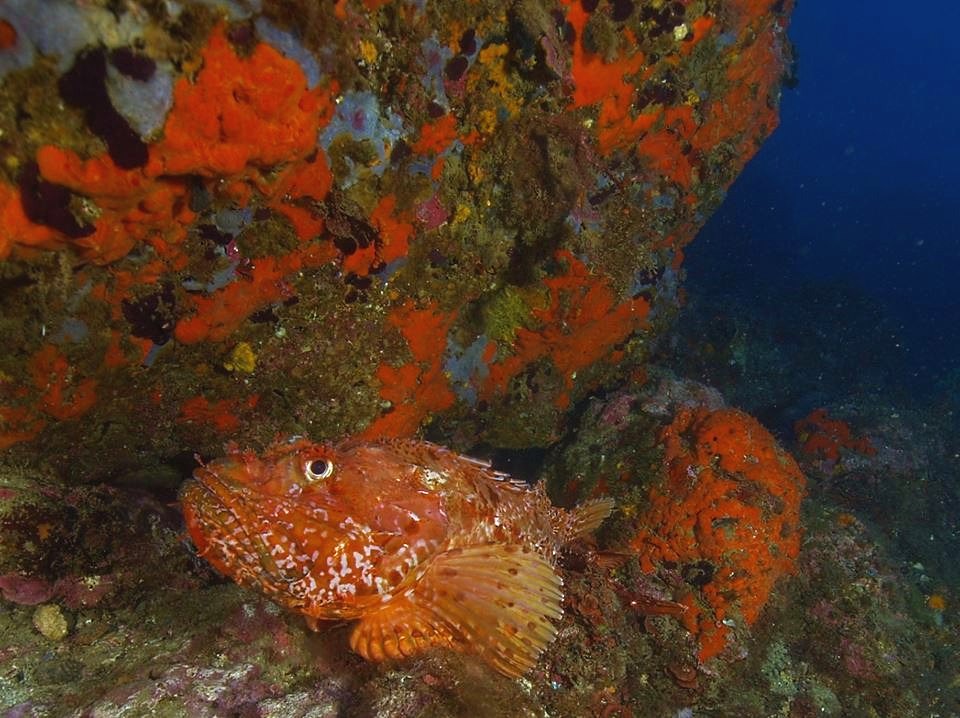 Illes Formigues