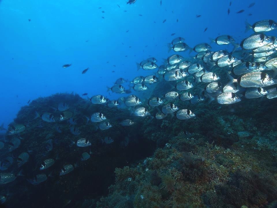 Illes Formigues