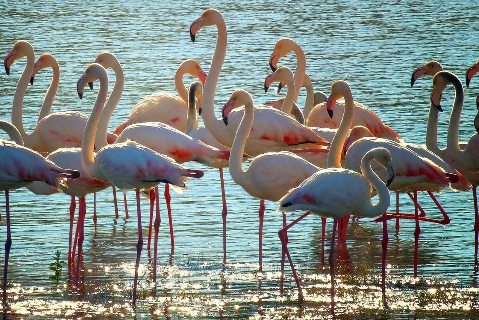 flamencos