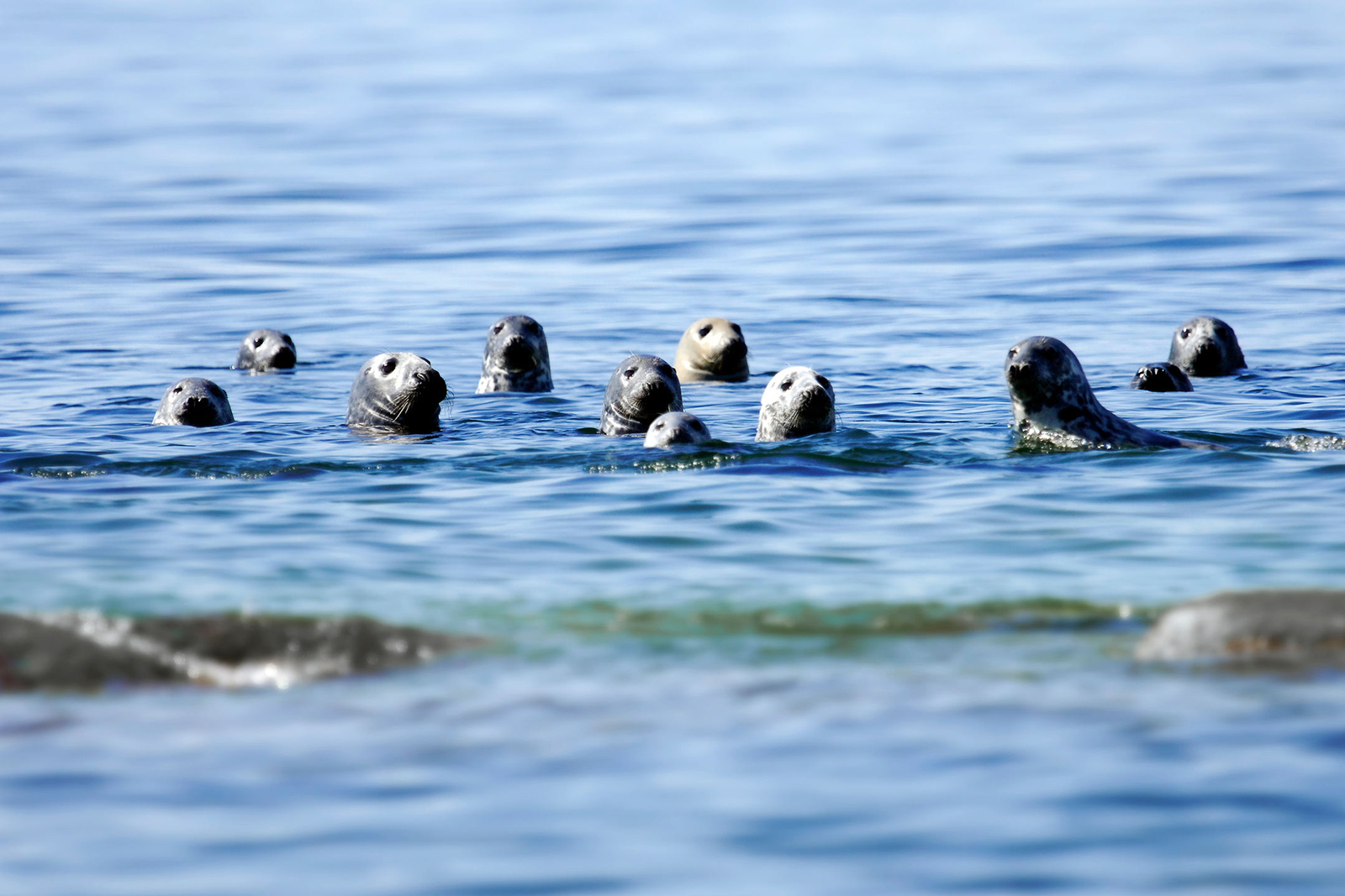 focas.Finlandia