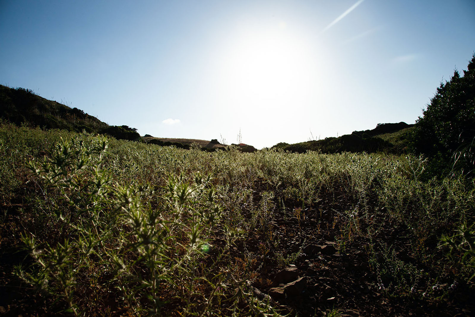 foto2bis-lugares de aventura-como descubrir los secretos mejor guardados y autenticos de menorca-campo cardos-julia-miralles.jpg