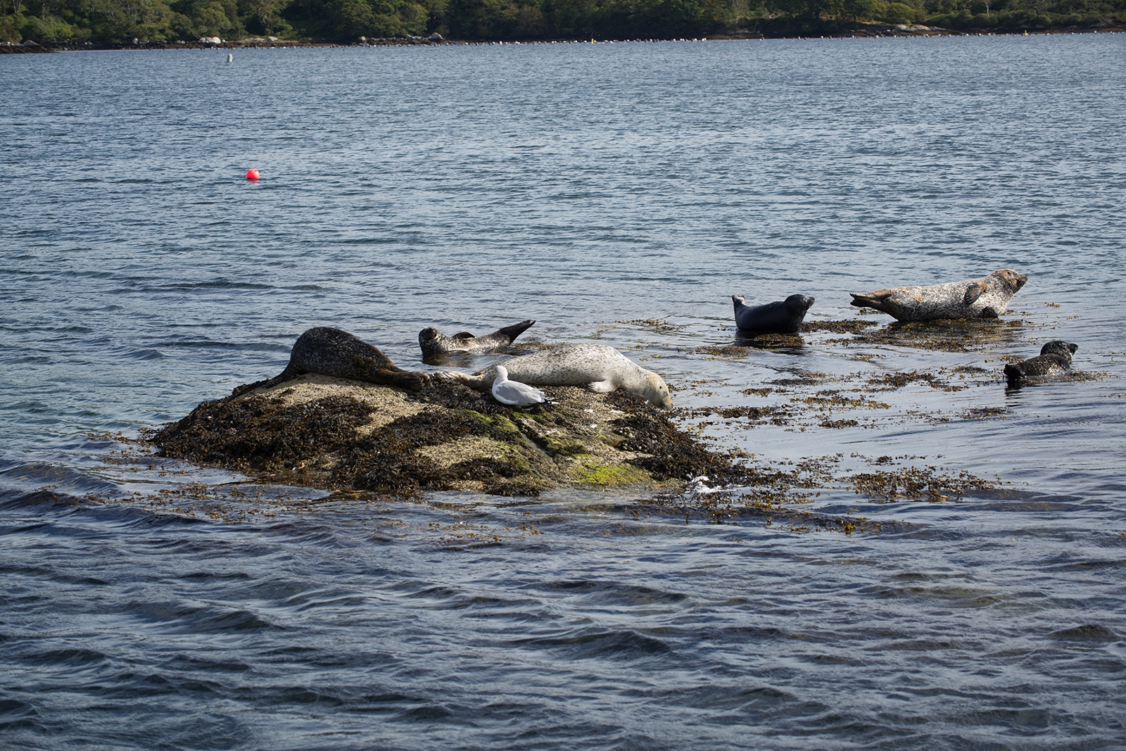 Escena avistable desde el puerto de Inish Mor.