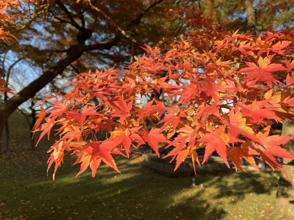 Japón Otoño colores