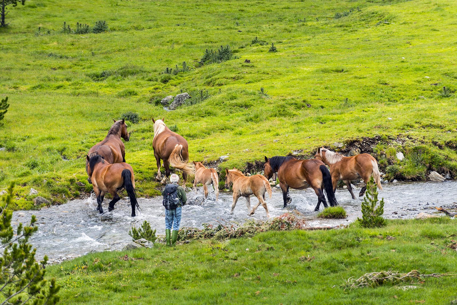 caballo-pla-de-boet-