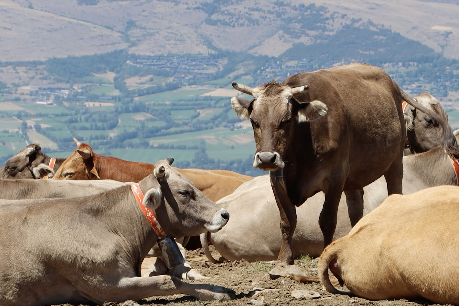 la-molina-vacas-lugares-de-aventura.jpg 