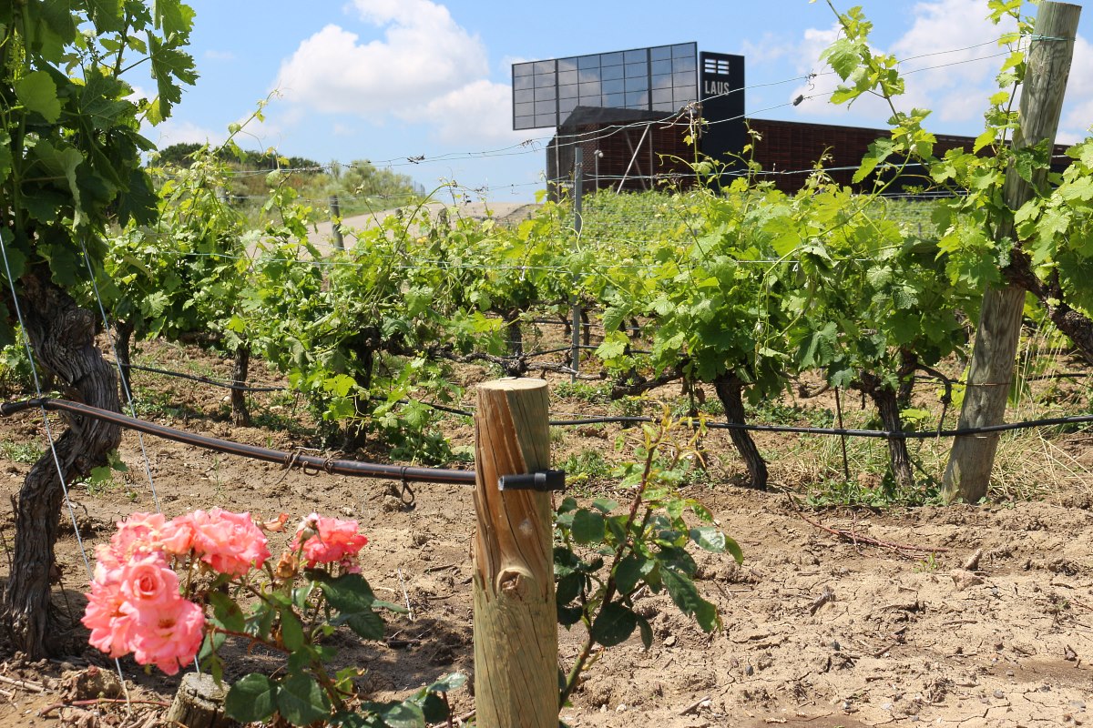 Bodegas Laus