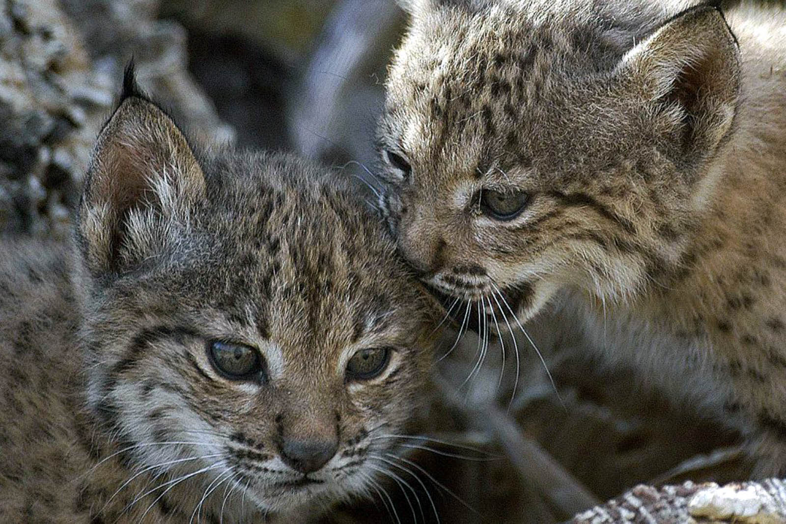 lince-iberico-doñana--junta-andalicia.jpg 