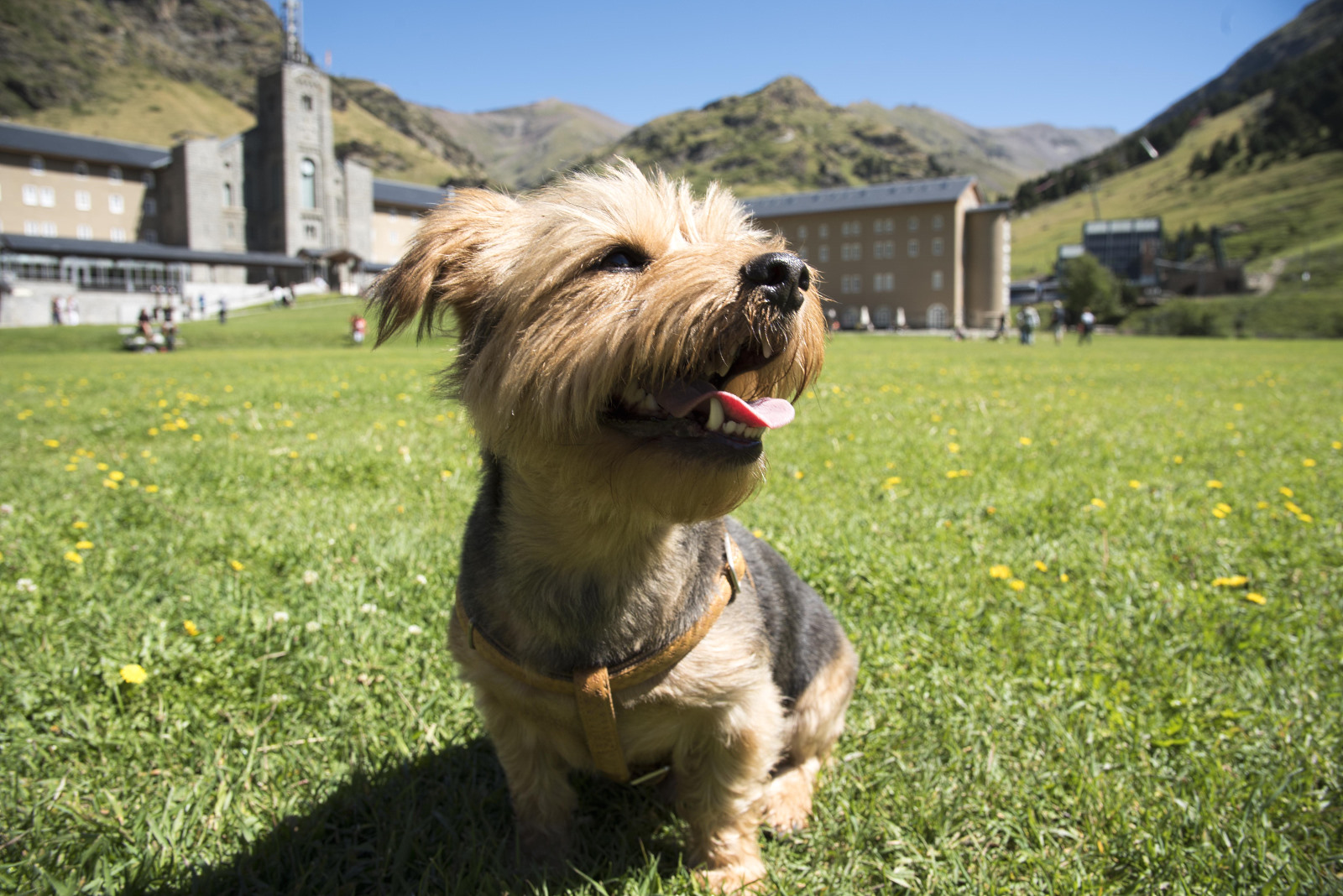 vall-de-nuria-perro