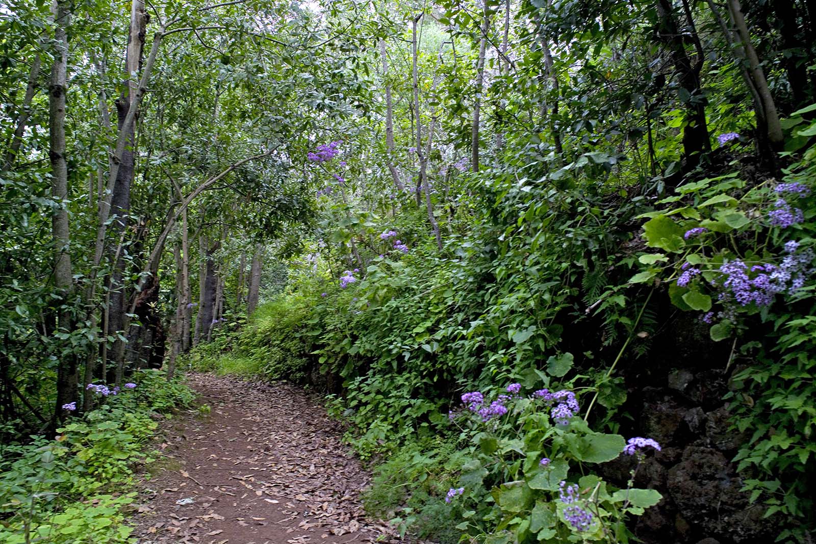 moya-barranco-del-laurel-gran-canaria-©-patronato-de-turismo-de-gran-canaria.jpg