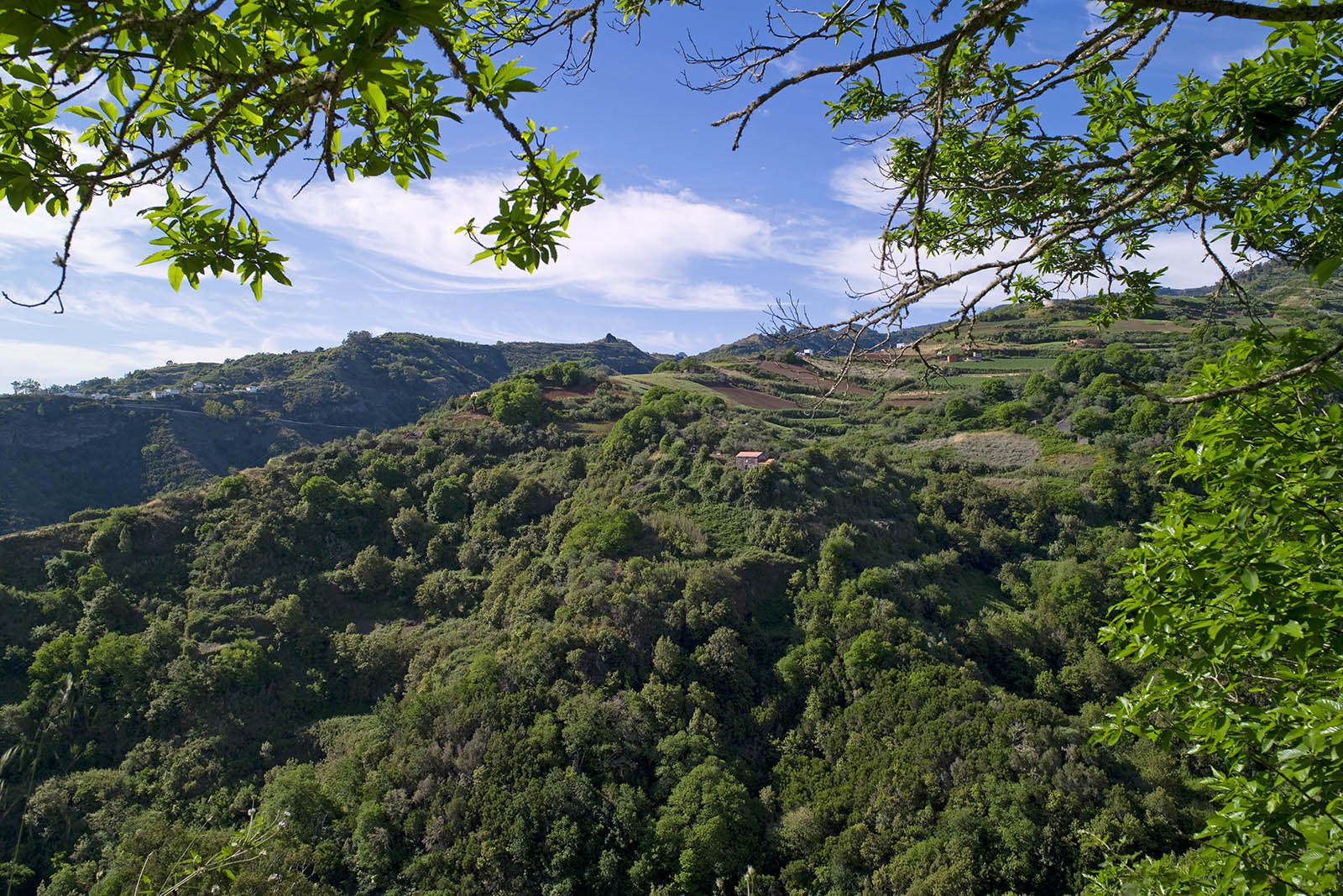 moya-barranco-doramas-gran-canaria-©-patronato-de-turismo-de-gran-canaria.jpg