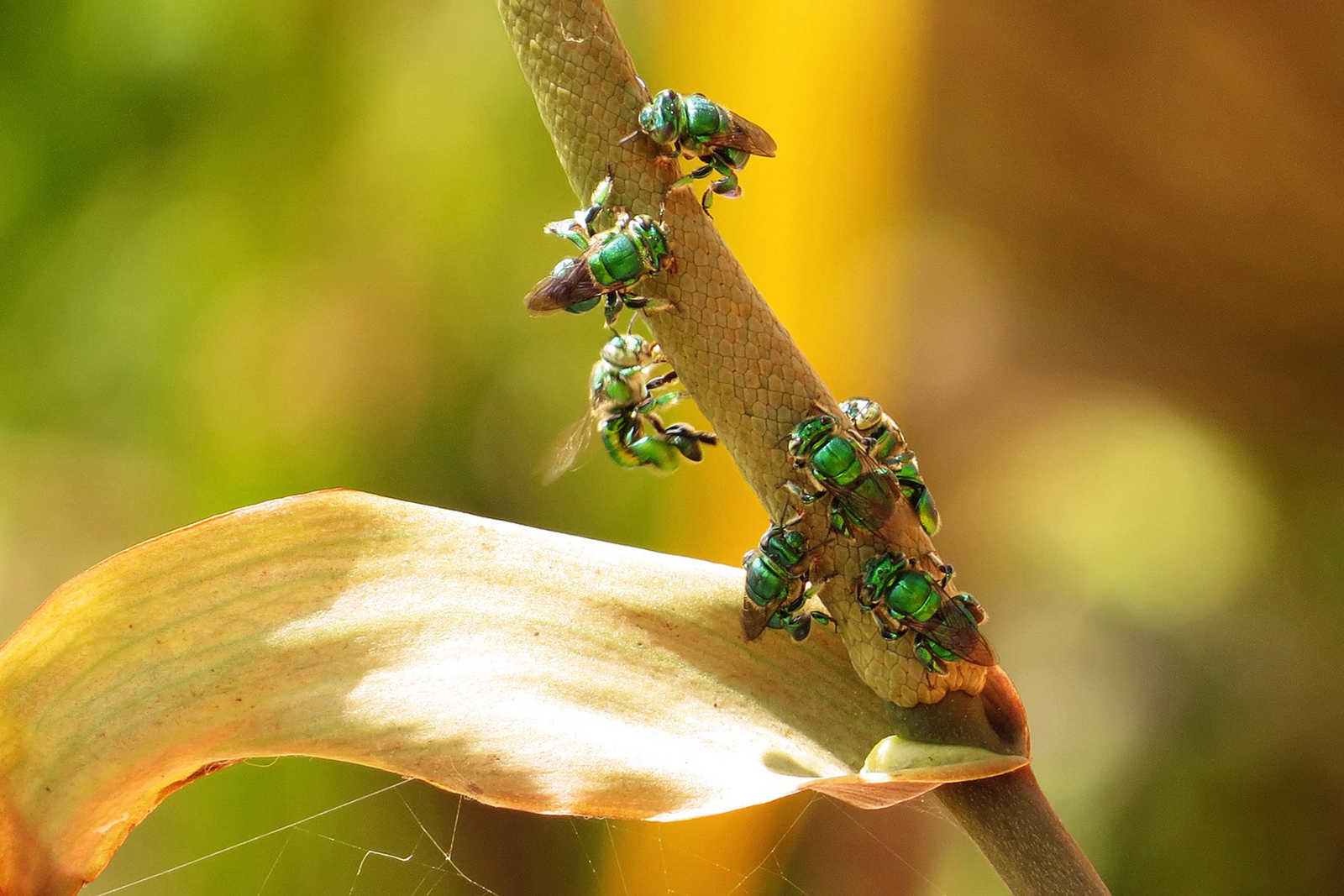 insectos Colombia