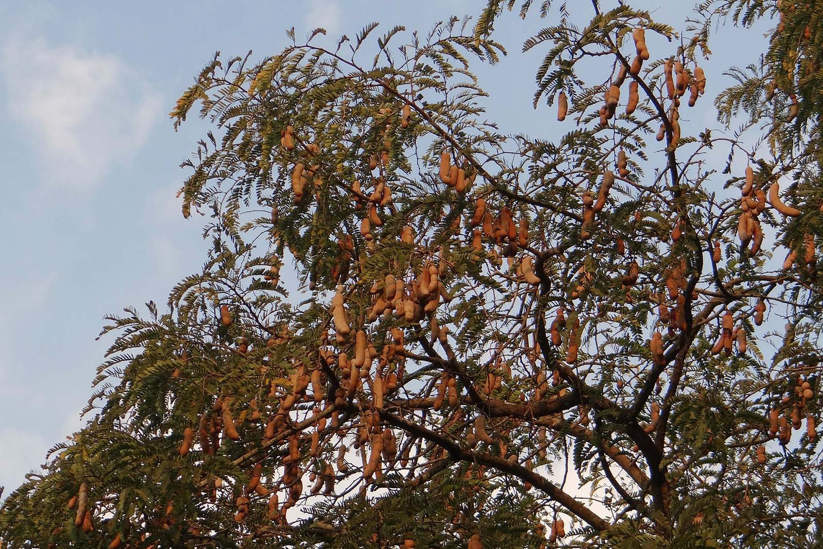 tamarindo-arbol-ivars-vila-sana.jpg 