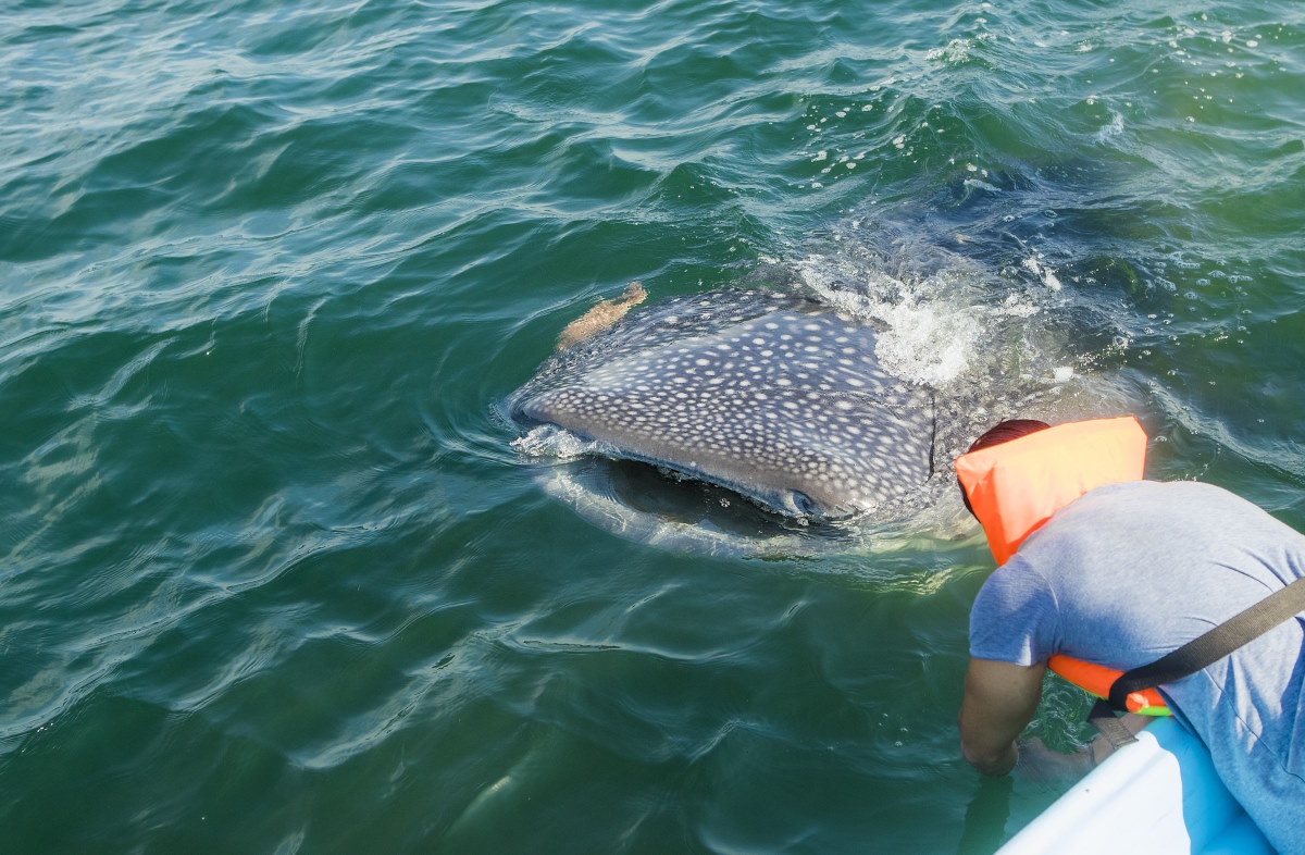 Tiburón ballena