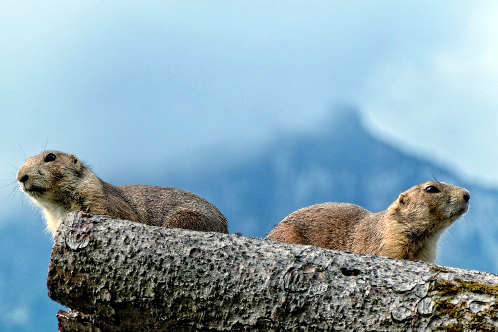 vall-de-nuria-marmota.jpg