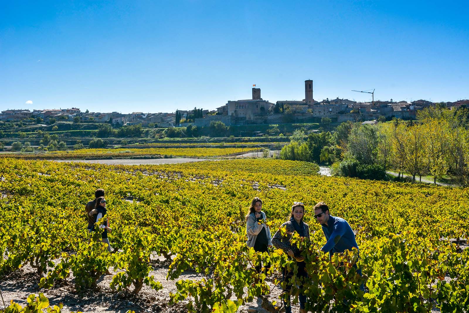 verdu-vinyes-©-patronat-de-turisme-diputacio-de-lleida-autor-josep-barbero.jpg