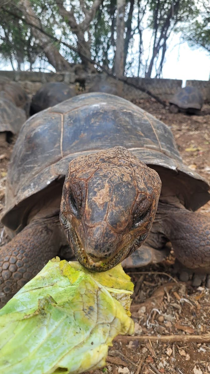 Santuario de tortugas en Isla Prisión-Lali Ortega Cerón