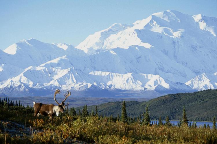 Alces en el Parque Nacional del Denali