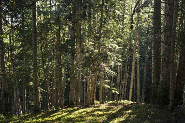 Trece “baños de bosque” en Lleida para esta primavera verano