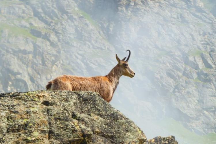 Gran Paradiso: trekking por los Alpes más salvajes