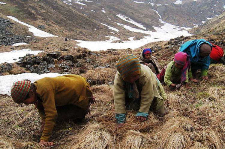 El Fin del Oro del Himalaya: la desaparición del Yarsagumbu afecta a las familias de Nepal