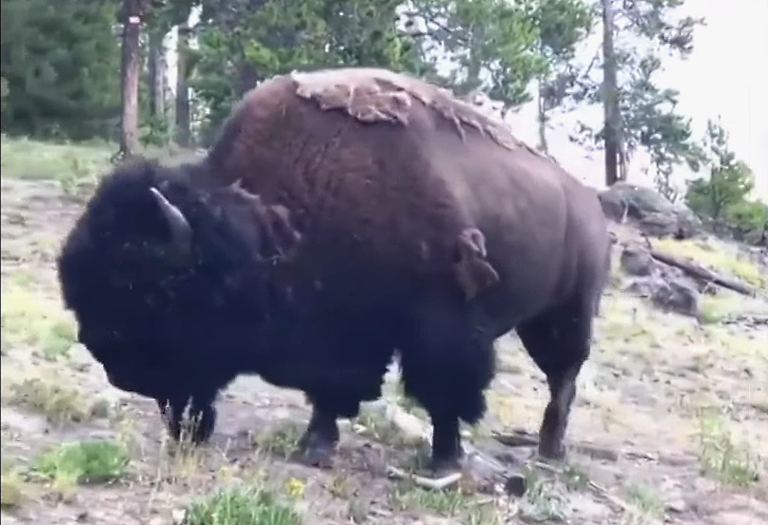 Susto en Yellowstone cuando un bisonte embiste a una niña de 9 años