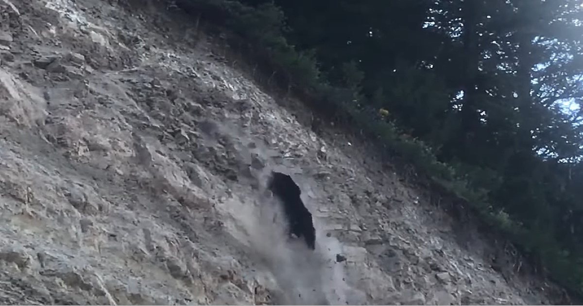 Vídeo viral: Un oso resbala y cae de una montaña hasta la carretera