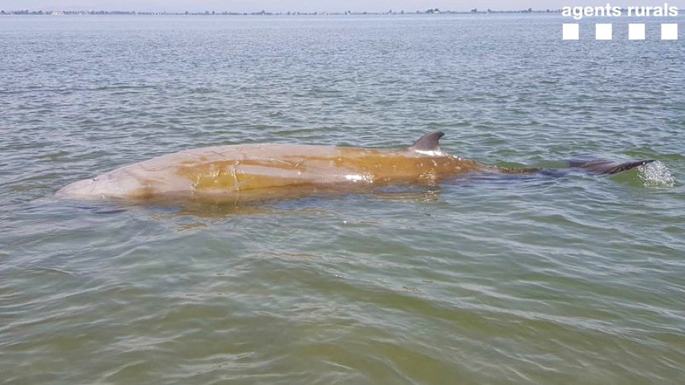 Liberada una ballena de cinco metros varada en el delta del Ebro