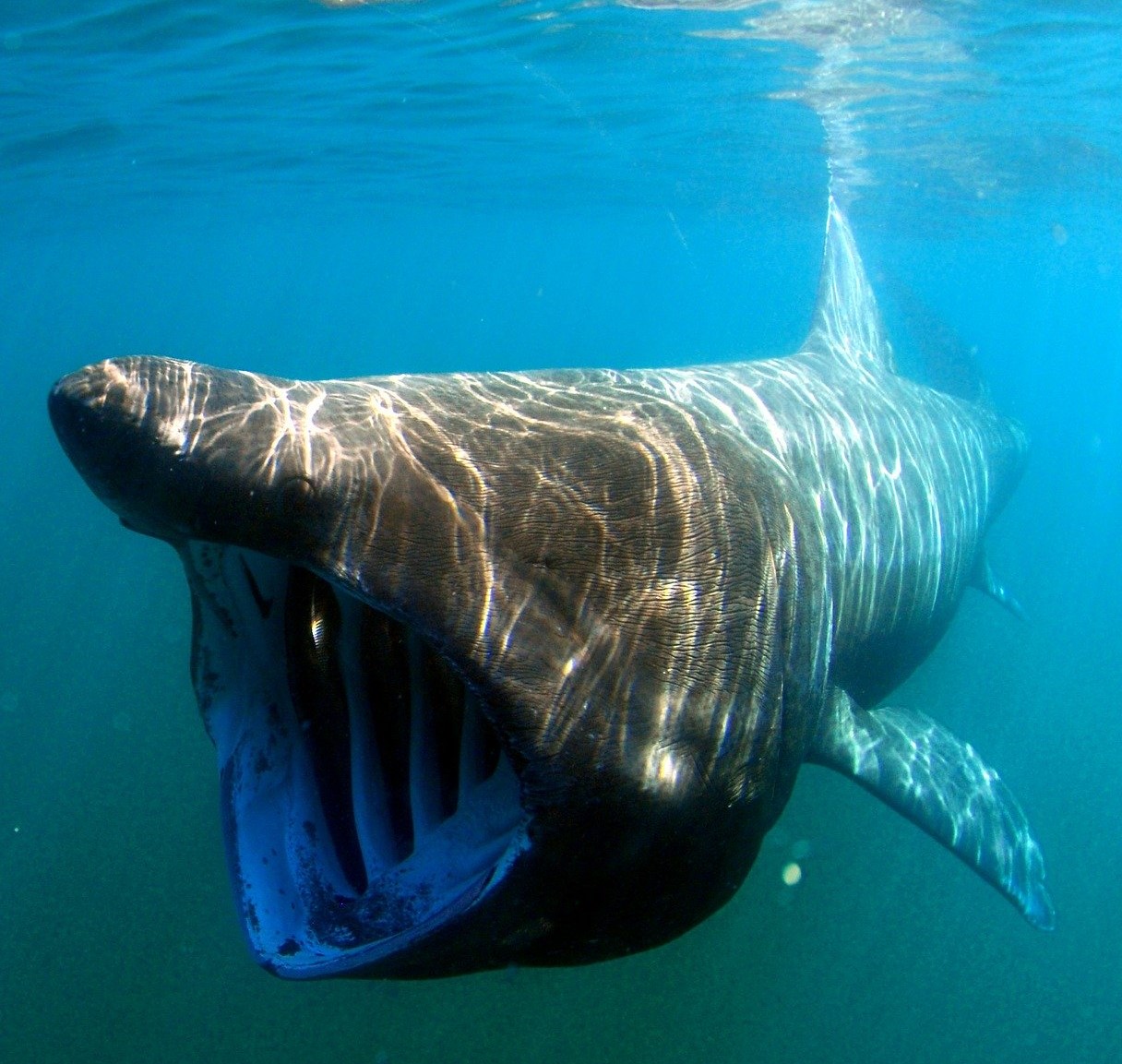 La Guardia Civil avista un tiburón peregrino de más de ocho metros frente a una playa de Granada