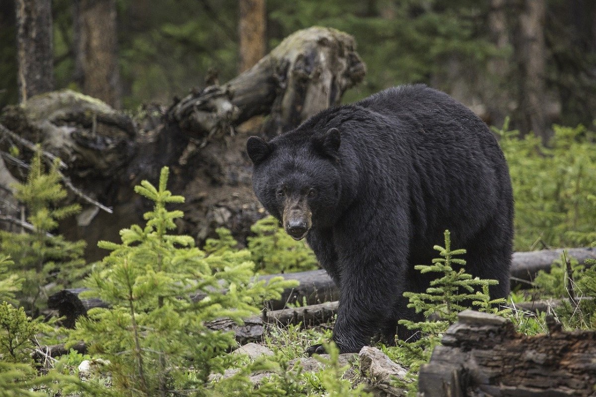 El oso negro americano es el oso más común en Norteamérica. 
