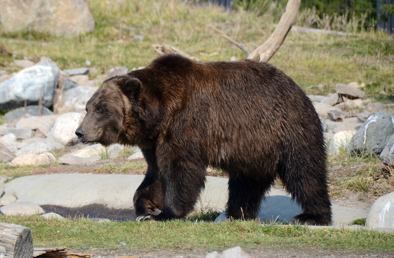 Imagen de archivo. Oso Grizzli en Montana. Foto Pixabay